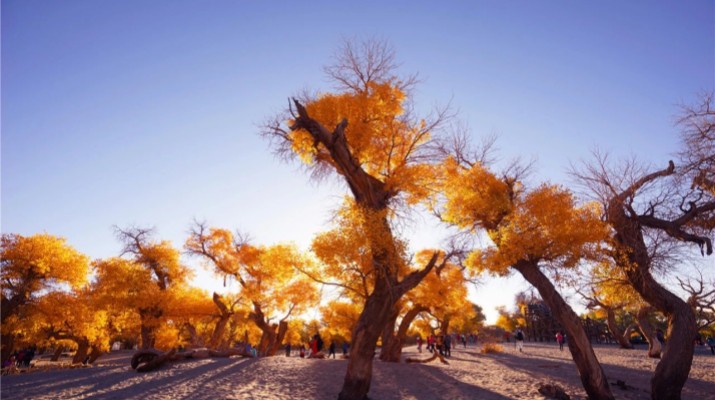 踏歌而行，文旅融合绽芳华——乐动平台app官网_乐动（中国）产业集团六年发展纪实